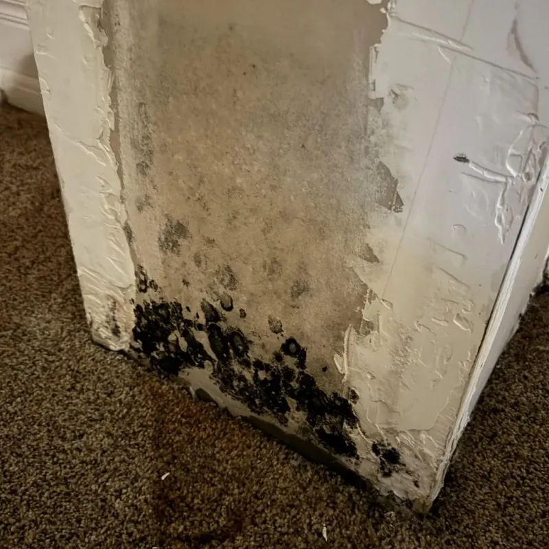 Professional Mold Removal in Corydon, IN